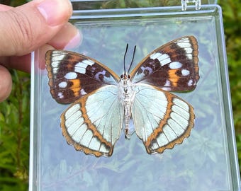 Real Butterfly Specimen in Clear Acrylic Display Box, Museum Quality Specimen, Nature Decor, Unique Science Gift, Gift for Nature Lovers