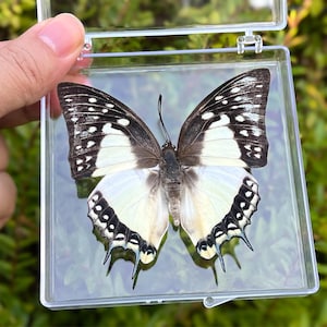 Real Butterfly in Acrylic Display, Authentic Insect Specimen, Cabinet of Curios, Natural History & Botanical Decor, Gift for Nature Lovers