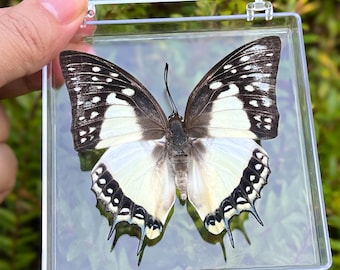 Echter Schmetterling im Acrylglas, echtes Insekt, Kabinett, Naturgeschichte & Botanisches Dekor, Geschenk für Naturliebhaber