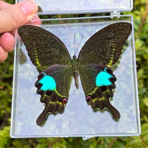 Real Specimen Butterfly Shadow Box, Curio Cabinet Piece, Entomology Decor, Insect Specimen Gift, Entomology Gift for Science Lovers