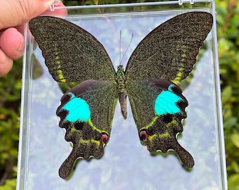 Caja de sombras con mariposas reales, vitrina de curiosidades, decoración entomológica, regalo de especímenes de insectos, regalo de entomología para amantes de la ciencia.