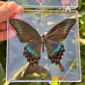 Real Butterfly Specimen,Preserved Butterfly, Gift for Nature Lovers, Butterfly Wall Decor, Insect Specimen Gift, Natural aesthetic specimen