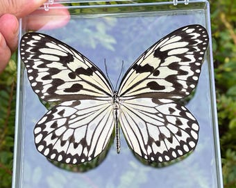 Ejemplar de mariposa real, regalo para amantes de la naturaleza, decoración de pared con mariposas, regalo de ejemplar de insecto, manualidades con mariposas, ejemplar de estética natural.
