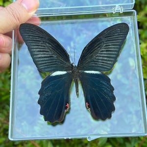 Preserved Butterfly in Acrylic Frame, Unique Gift for Nature Lovers, Butterfly Wall Decor, Insect Specimen Gift, Shelf or Wall Nature Art