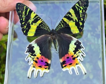 Ejemplar de mariposa real, regalo para amantes de la naturaleza, decoración de pared con mariposas, regalo de ejemplar de insecto, manualidades con mariposas, ejemplar de estética natural.