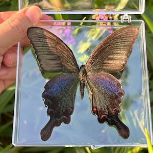 Real Butterfly Specimen,Gift for Nature Lovers, Butterfly Wall Decor, Insect Specimen Gift, Butterfly DIY Crafts, Natural aesthetic specimen