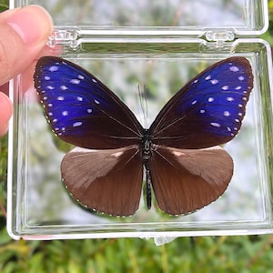 Real Butterfly Specimen, Preserved Butterfly in Box, Gift for Nature Lovers, Insect Specimen Gift, Natural aesthetic specimen, Unique Gift