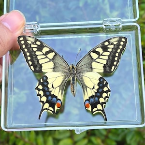 Puede incluir: Una mariposa preservada con patrones amarillos, negros y azules, exhibida en una caja de plástico transparente. Las alas están extendidas, mostrando detalles intrincados. La caja se sostiene contra un fondo verde borroso.