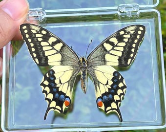 Real Preserved Butterfly  Specimen in Clear Acrylic Display Box, Tropical Specimen Wall Art, Entomology Gift, Natural History Decor