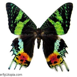 Sunset Moth / butterfly - Unspread, wings closed, dried papered