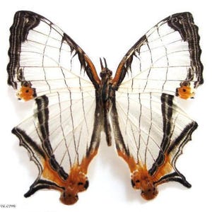 May include: A white butterfly with black and orange markings on its wings. The butterfly has a delicate, almost translucent appearance.