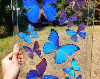 Blue Morpho Sky 2025 - 12x18 Acrylic Frame - 3D Framed Morpho butterflies