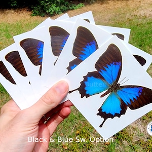 May include: A hand displays a collection of white square cards, each printed with a detailed image of a blue and black butterfly. The text "Black & Blue Sw. Option" is at the bottom. A small butterfly logo is in the corner.