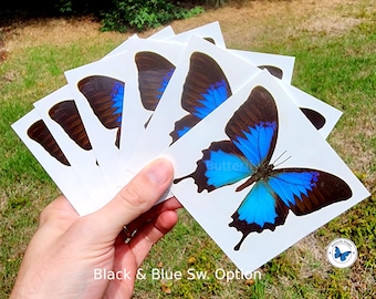 Tijdelijke tattoos met 6 knipperende verpleegstervlinders - zwarte en blauwe vlinder - 4 inch breed