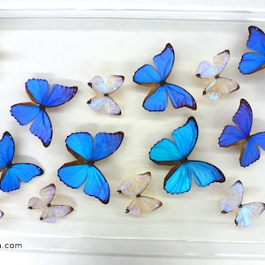 May include: A framed display of blue and white butterflies. The butterflies are arranged in a symmetrical pattern, with the blue butterflies in the center and the white butterflies around the edges. The frame is made of clear acrylic and has a white background.