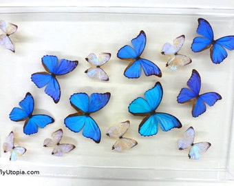 May include: A framed display of blue and white butterflies. The butterflies are arranged in a symmetrical pattern, with the blue butterflies in the center and the white butterflies around the edges. The frame is made of clear acrylic and has a white background.