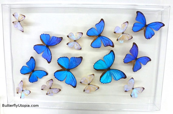 Download Blue Pearls 3d Flight 28x18 Acrylic Frame Real Morpho Etsy