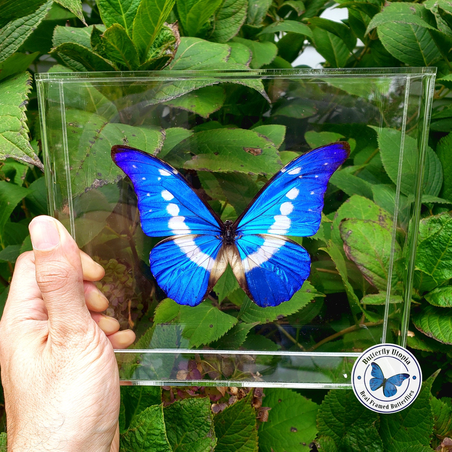Morpho Rhetenor Helena - Etsy