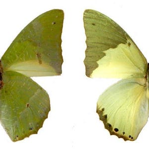 Charaxes eupale african green butterfly - Unspread, wings closed, dried papered