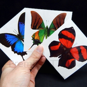 6 Giant Butterfly Temporary Tattoos