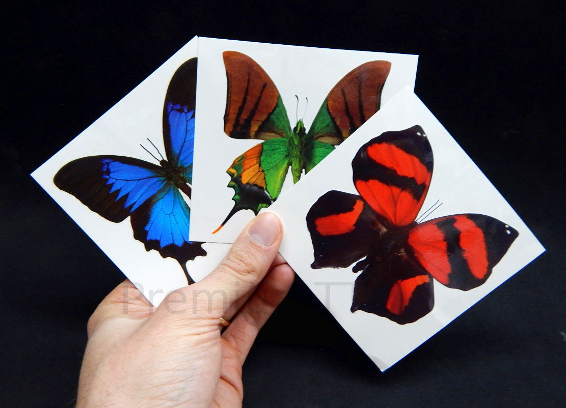 6 Giant Butterfly Temporary Tattoos