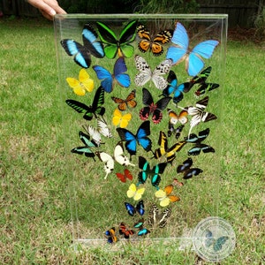 Rainbow Spray II - 18x28 3D Acrylic Framed Real Tropical Butterflies