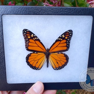 Real Framed Monarch Butterfly- 6x5 Riker Mount
