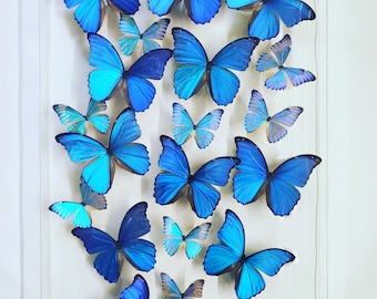 May include: A framed display of blue morpho butterflies, arranged in a heart shape. The butterflies are mounted on a white background with a clear glass frame. The frame has a label that reads "Butterfly Utopia Est. 2003 Real Framed Butterflies".