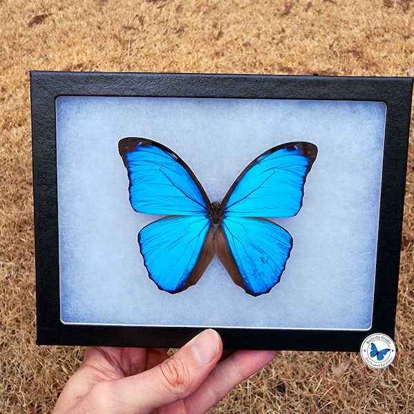 Real Framed "Second Quality" Blue Morpho Menelaus Butterfly - 8x6 Riker Mount