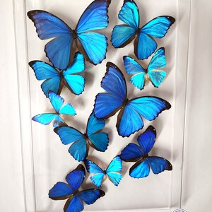 Blue Morpho Sky - 12x18 Acrylic Frame - 3D Framed Morpho butterflies image 2
