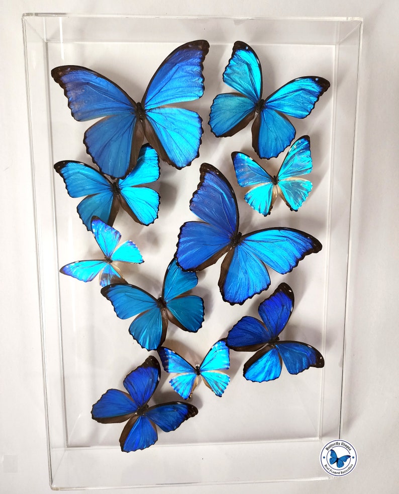 Blue Morpho Sky - 12x18 Acrylic Frame - 3D Framed Morpho butterflies image 2