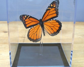 Real 3D Framed Monarch Butterfly - Table Top