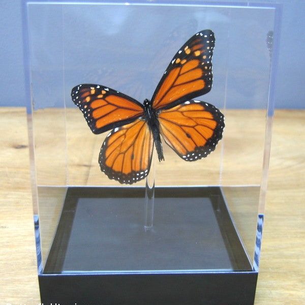 Real 3D Framed Monarch Butterfly - Table Top