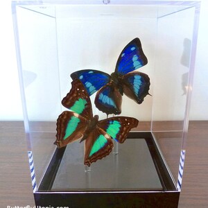 Blue & Green Pair 3D Framed Real Butterflies Table Top / Cube