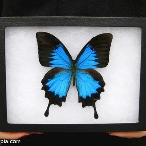 Real Framed Blue Mountain Swallowtail Butterfly - 8x6 Riker Mount