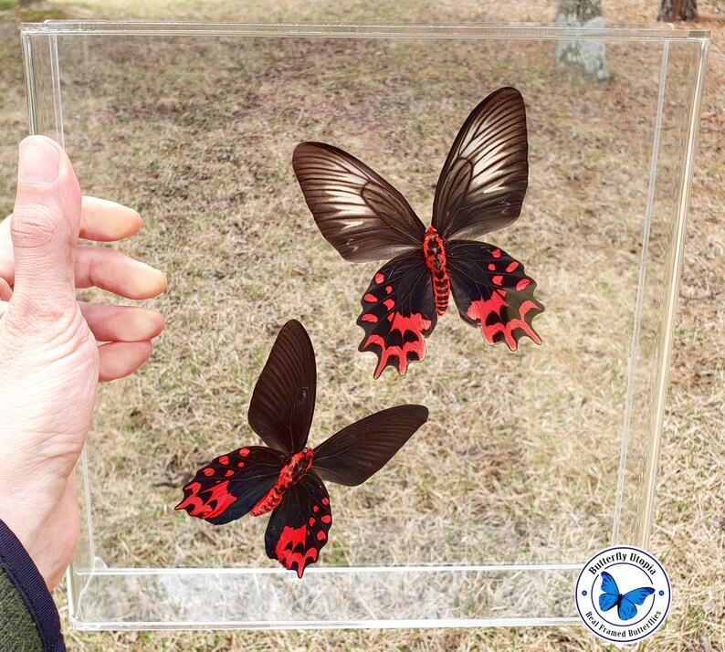 Vampire Butterfly Pair Real Butterflies 10x10 3D Acrylic Etsy