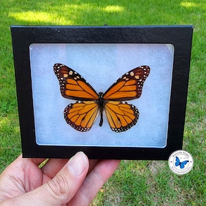 Real Framed &quot;Second Quality&quot; Monarch Butterfly- 5x4 Riker Mount