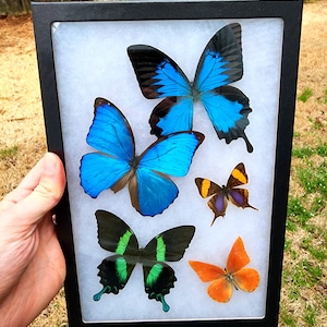 Framed Butterflies Riker Mount with attached hanger - Second Quality 8x12