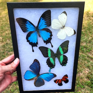 Framed Butterflies Riker Mount with attached hanger - Second Quality 8x12