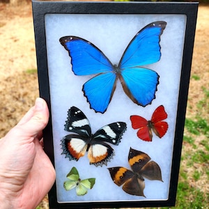 Framed Butterflies Riker Mount with attached hanger - Second Quality 8x12