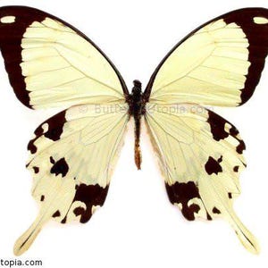 May include: A butterfly specimen with cream-colored wings, accented with dark brown markings along the edges and spots. The butterfly is centered against a white background, showcasing its intricate patterns and delicate structure.