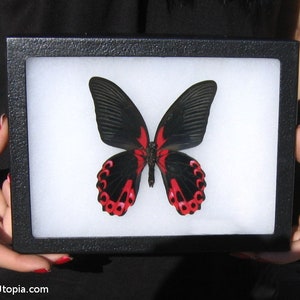 Real Framed Butterfly: Papilio rumanzovia - 8x6 Riker Mount