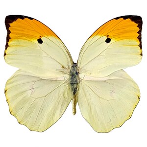 May include: A butterfly with cream-colored wings and yellow tips, featuring a small black spot on each upper wing. The butterfly's body is a muted gray, and the wings display delicate vein patterns. The insect is set against a plain white background.