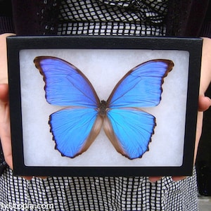 Framed Blue Morpho Butterfly: Iridescent Didius - 8x6 Riker Mount