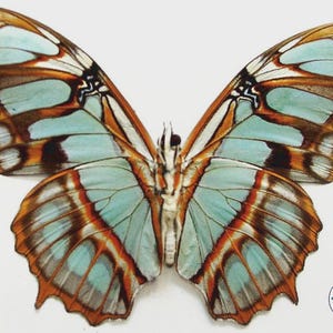 Malachite (Siproeta stelenes) green butterfly - Unspread, wings closed, dried papered