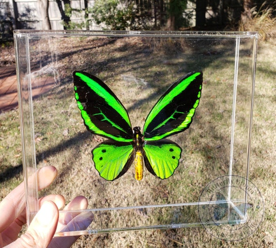 Download 3d Framed Real Green Birdwing Butterfly 8x7 Acrylic Frame Etsy