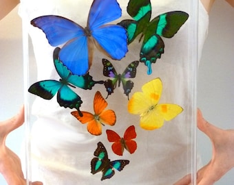 3D Framed Real Flight of 8 Butterflies - 10x13 Acrylic Frame