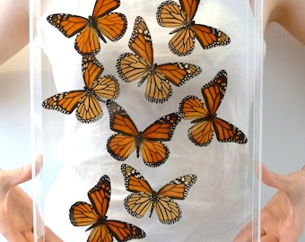 3D Flight of 8 Real Framed Monarch Butterflies - 10x13 Acrylic Frame