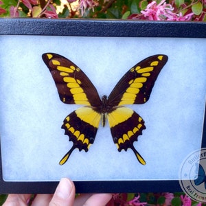 Real Framed Butterfly: King Swallowtail - 8x6 Riker Mount