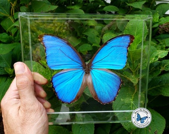 3D Framed Real Blue Morpho didius butterfly - 8x7 Acrylic Frame